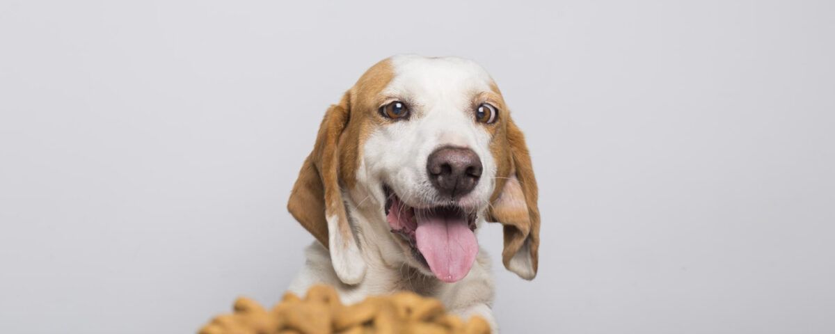 cea-mai-buna-hrana-hipoalergenica-pentru-caini