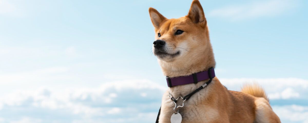 cea-mai-buna-zgarda-antipurici-caini