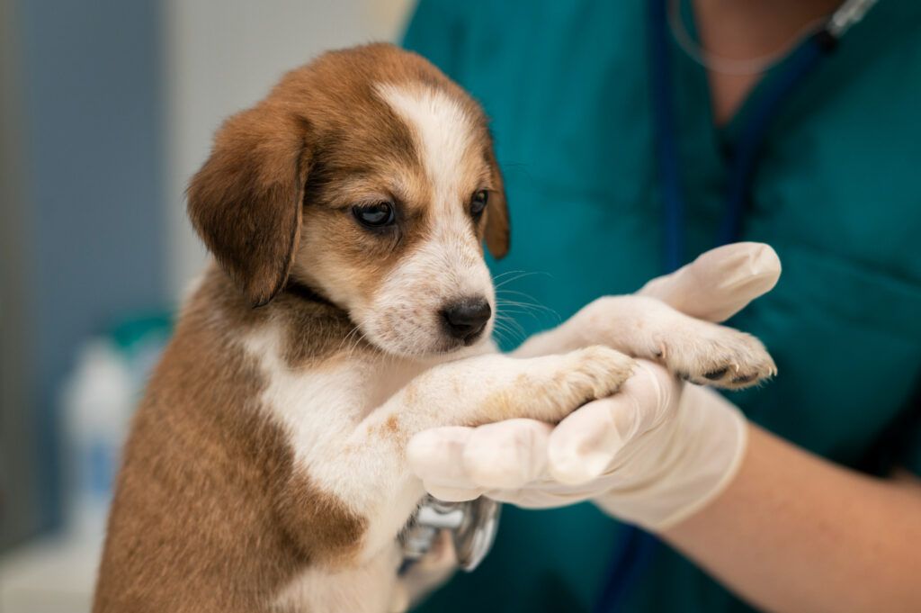cabinet-veterinar-non-stop-sector-4-4