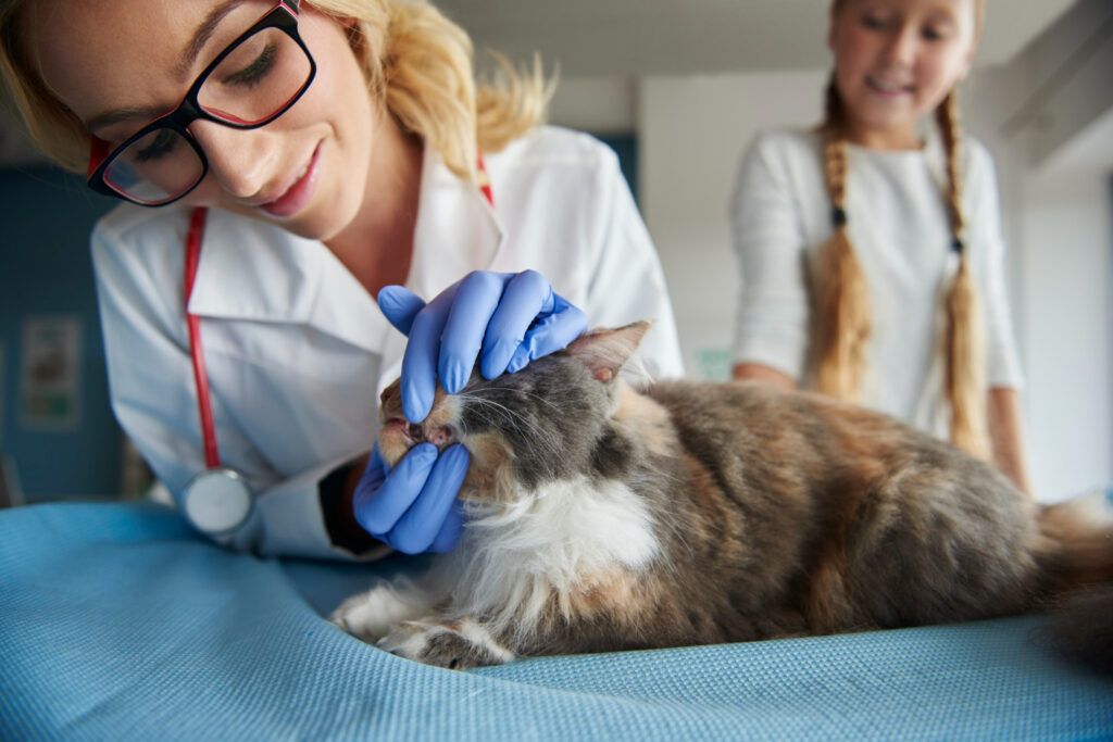 cabinet-veterinar-non-stop-sector-4-5