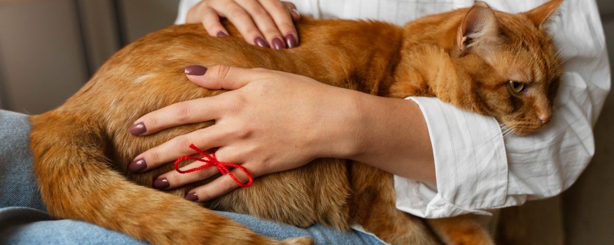 insuficienta-renala-la-pisici