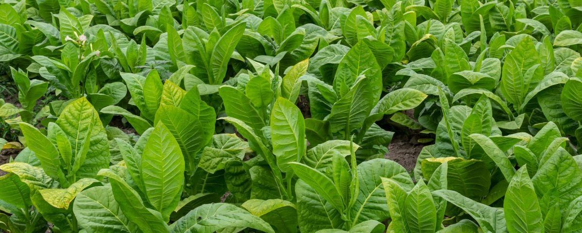 Istoricul viciilor si consecintele lui