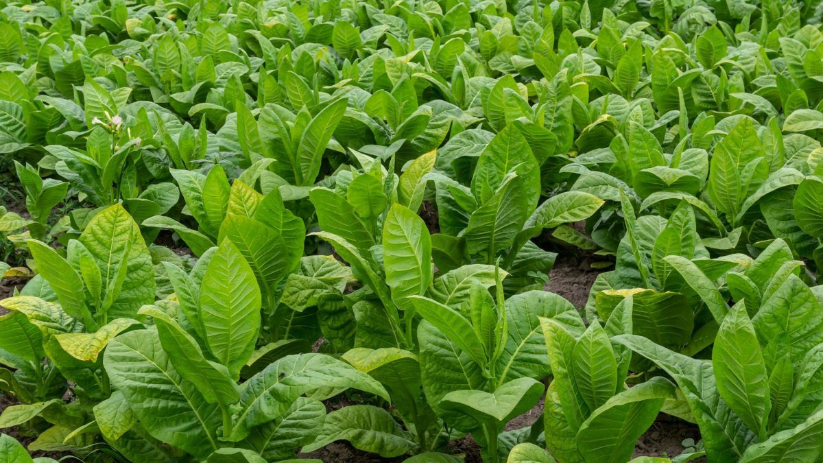 Istoricul viciilor si consecintele lui