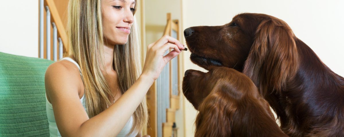 solutie-purici-caini