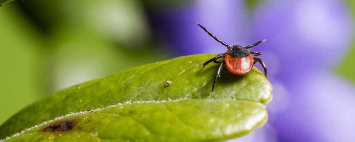 cea-mai-buna-solutie-anti-capuse-caini