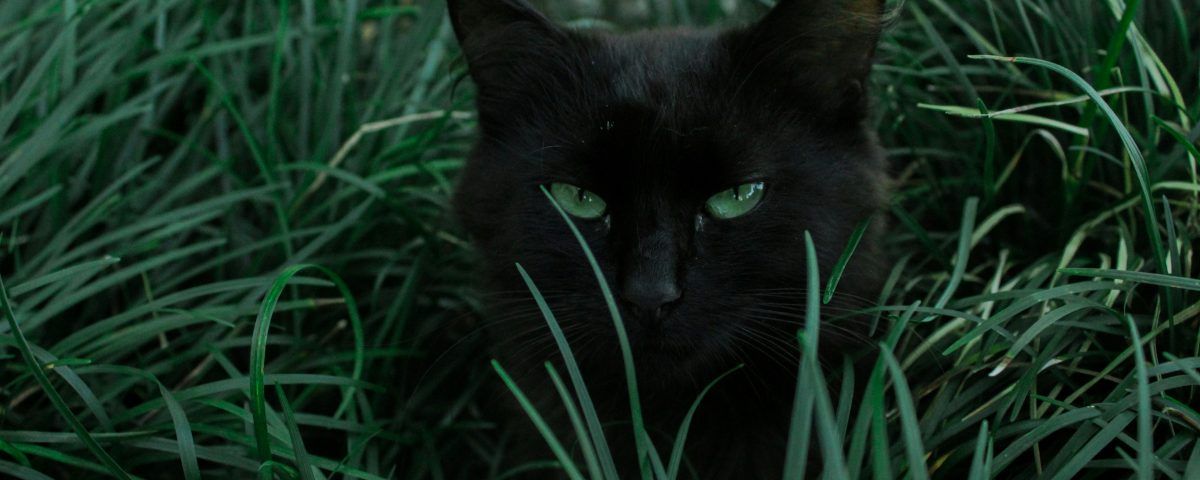 de-ce-nu-mananca-pisica