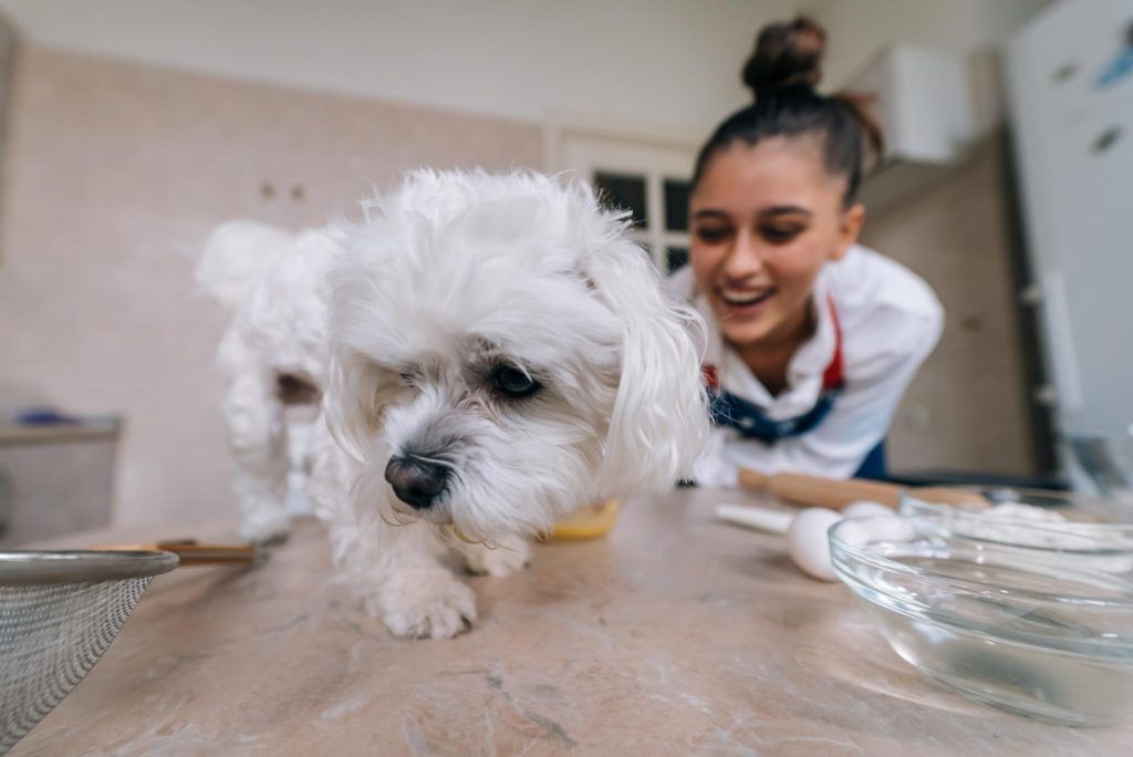 sampon-pentru-caini-bichon-1