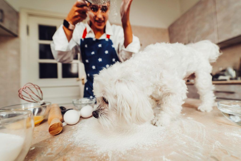 sampon-pentru-caini-bichon-2